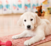 Life with a Puppy -the Goldendoodle
