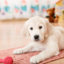 Life with a Puppy -the Goldendoodle